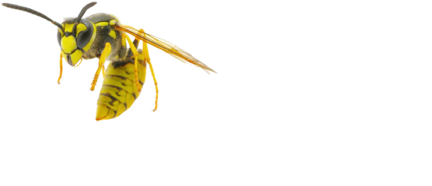 Pest Control West Auckland Guaranteed Pest Treatments At A Set Price