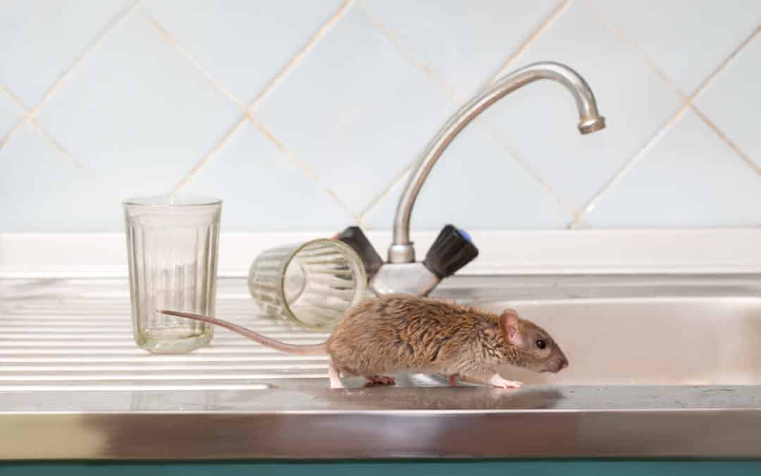 Mouse In Kitchen 