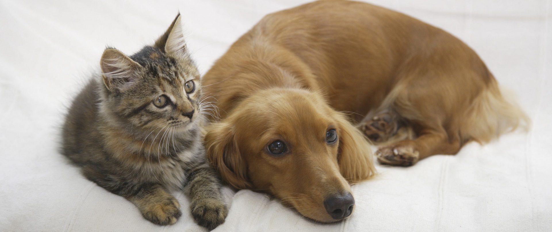 How To Get Rid Of Fleas? Call The Pest Control Experts ...