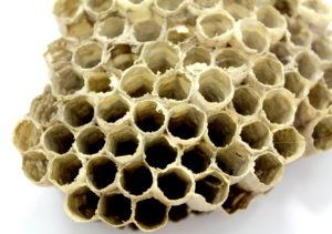 how to get rid of wasp nest nz